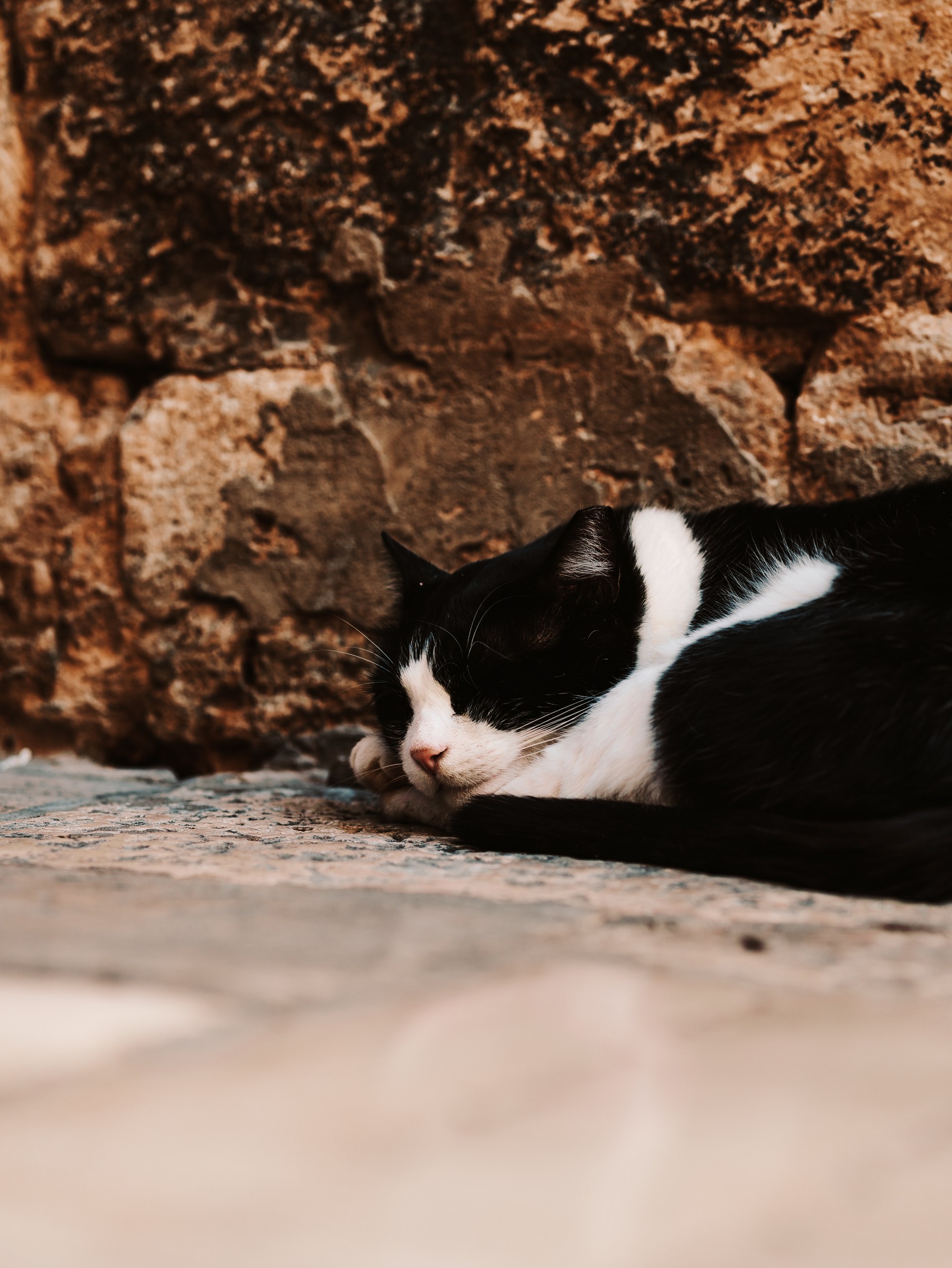 Street cat in Dubrovnik